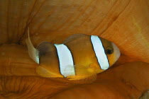Clark's anemonefish {Amphiprion clarkii} on Sea anemone, Sulawesi, Indonesia