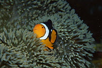 Clown anemonefish {Amphiprion percula} amongst tentacles of Sea anemone, Coral Sea, Australia