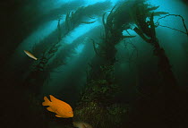 Garibaldi fish {Hypsypops rubicunda} in kelp forest, California, USA, pacific coast