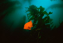 RF- Garibaldi fish (Hypsypops rubicundus) in kelp forest, California, USA. Pacific coast. (This image may be licensed either as rights managed or royalty free.)