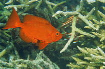 Goggle eye fish / Crescent tail bigeye {Priacanthus hamrur} amongst hard coral, Coral Sea, Australia