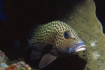 Many spotted / Harlequin sweetlips {Plectorhynchus chaetodonoides} Palau, Micronesia, Pacific