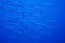 Shoal of Blackfin barracuda {Sphyraena quenie} Walindi, West New Britain, Pacific