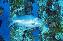 Bigeye emperor fish {Monotaxis grandoculis} on Ras Mohammed coral reef, Red Sea, Egypt
