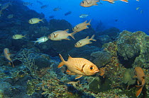 Goggle eyes / Bigeye fish {Priacanthus hamrur} Indo pacific