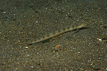 Sand diver {Trichonotus sp}  Indo pacific