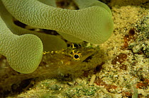 Diamond blenny {Malacoctenus boehlkei} amongst tentacles of Sea anemone, Caribbean