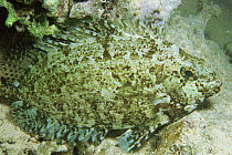 Squaretail rabbitfish {Siganus luridus} camouflaged in coral reef, Red Sea