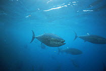 Bluefin tuna {Thunnus thynnus} in fish farm, Japan, 2000