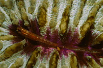 Coral goby {Pleurosicya mossambica} in mushroom coral, Philippines