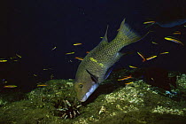 Streamer hogfish {Bodianus diplotaenia} investigating sea  urchin, Galapagos