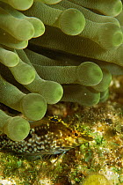 Diamond blenny {Malacoctenus boehlkei} amongst tentacles of Sea anemone, Caribbean