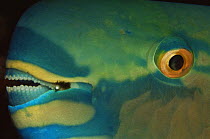 Close up of Parrotfish {Scarus sp} head showing mouth with 'beak', Indo pacific