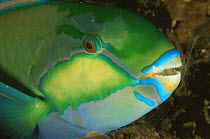 Close up of Parrotfish {Scarus sp} head showing mouth with 'beak', Indo pacific