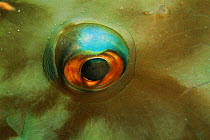 Close up of eye of Princess parrotfish {Scarus taeniopterus} Caribbean