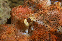 Close up of head of Tassled scorpionfish {Scorpaenopsis oxycephala} Red Sea