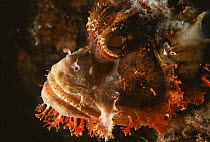 Bearded scorpionfish {Scorpaenopsis barbatus} Indo pacific