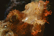 Bearded scorpionfish {Scorpaenopsis barbatus} Indo pacific