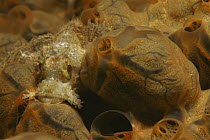 Juvenile Bearded scorpionfish {Scorpaenopsis barbatus} amongst coral, Indo pacific