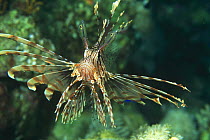 Lionfish (Pterois volitans) Papua New Guinea