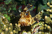 Lionfish (Pterois volitans) Red Sea
