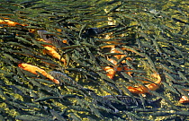 Koi carp (Cyprinus carpio) River Takyama, Japan
