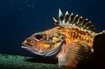 Rockfish (Sebastes sp) California, captive