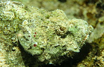Stonefish (Synanceja sp) camouflaged on coral reef, Red Sea