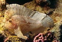 Leaf scorpionfish (Taenianotus triacanthus) Indo Pacific
