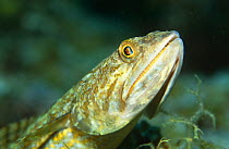 Lizardfish (Synodus sp) Philippines