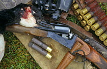 Dead Canada Goose {Branta canadensis} shot by hunter with shotgun, UK