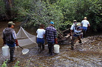 Fishing for Rio Grande cut throat trout {Salmo clarki virginalis}  using electrical pulses from electro rods to stun the fish, Colorado, USA
