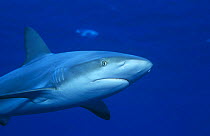 Caribbean reef shark {Carcharhinus perezi} Bahamas, Caribbean