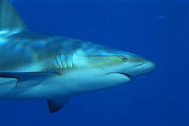 Caribbean reef shark {Carcharhinus perezi} Bahamas, Caribbean