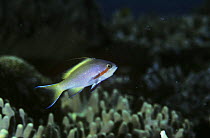 Threadfin anthias {Pseudanthias huctii} Papua New Guinea