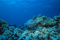 Potato grouper {Epinephelus tukula} on Great Barrier Reef, Australia