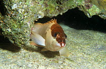Blacktip grouper {Epinephelus fasciatus} Red Sea