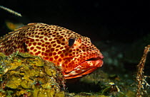 Coney fish {Cephalopholis fulva} Caribbean
