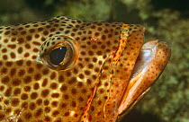 Coney fish {Cephalopholis fulva} Caribbean