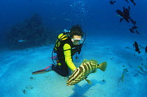 Diver with Nassau grouper {Epinephelus striatus} Caribbean