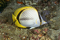 Yellow dotted butterflyfish {Chaetodon selene} nocturnal colour pattern, Sulawesi, Indonesia