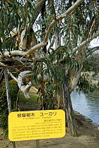 Eucalyptus tree that survived the Atomic bomb in 1945. Approx 740 metres from bomb hypocentre, Hiroshima, Japan.
