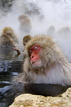 Japanese Macaque {Macaca fuscata} adult relaxing in hot thermal pool, Jigokudani, Japan