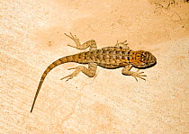 Desert Spiny Lizard (Sceloporus magister) captive, from Arizona, USA