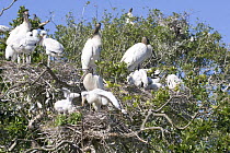 American wood ibis nesting colony {Mycteria americana} Everglades, Florida, USA,