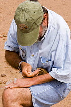 Blood being drawn from Box Turtle for research in DNA of reptiles, Paul Moler, Florida Fish and Game in Arizona, USA. July 2006