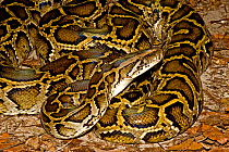 Burmese Python (Python molurus bivittatus) Range Burma and East Indies, and introduced into the Everglades by release of pets, Florida, USA