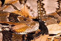 Cane brake rattlesnake {Crotalus horridus artricaudatus} USA