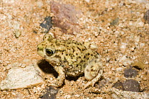 Couch Spadefoot Toad (Scaphiopus couchii) Arizona, USA