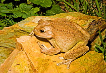 Cuban Tree frog (Osteopilus septentrionalis) from Cuba and West Indies, and introduced to Florida, USA